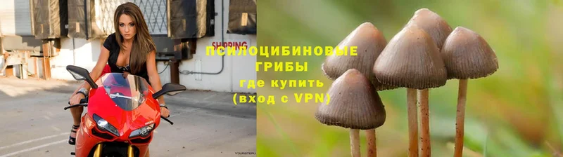 что такое   Пошехонье  Галлюциногенные грибы Psilocybine cubensis 